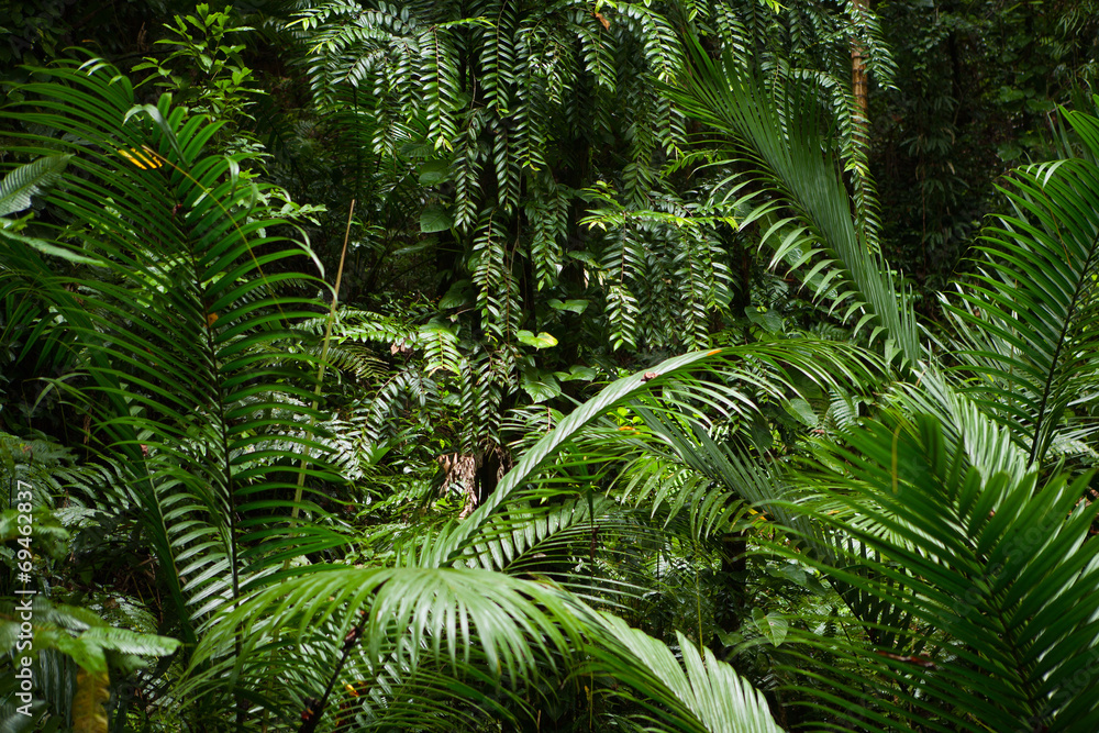 Obraz premium las deszczowy