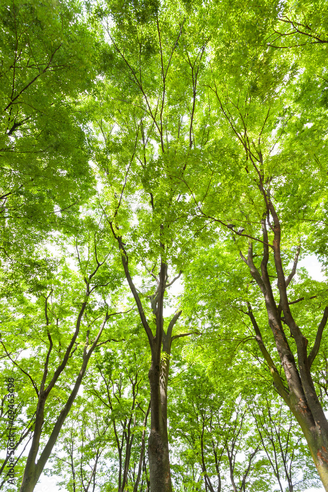 Obraz premium 新緑のケヤキ林