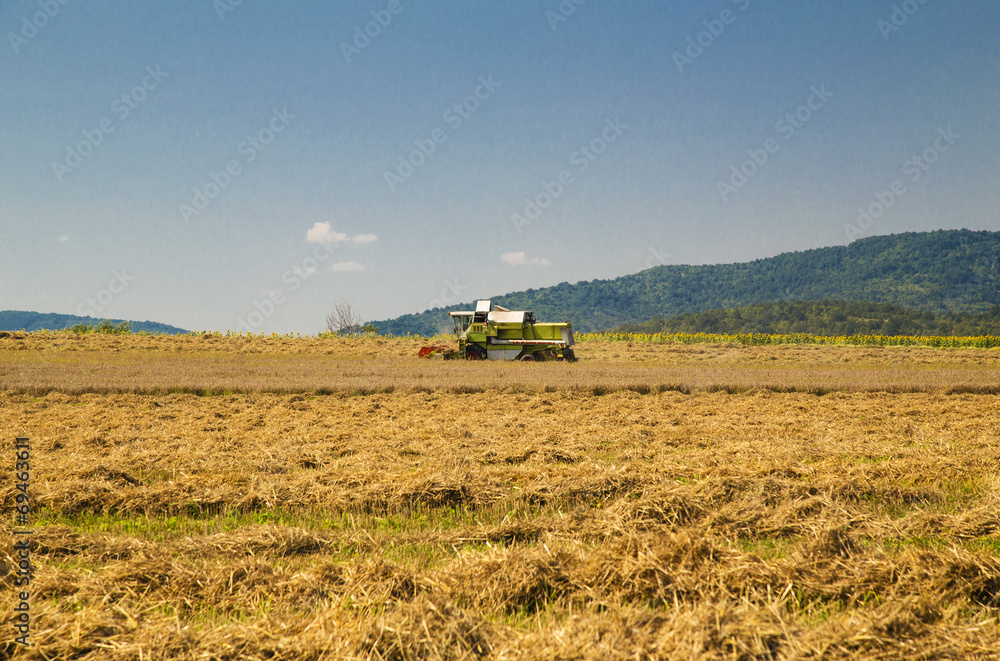 Fototapeta premium Harvester working on the field