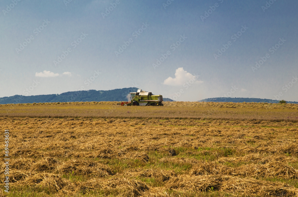 Fototapeta premium Harvester working on the field