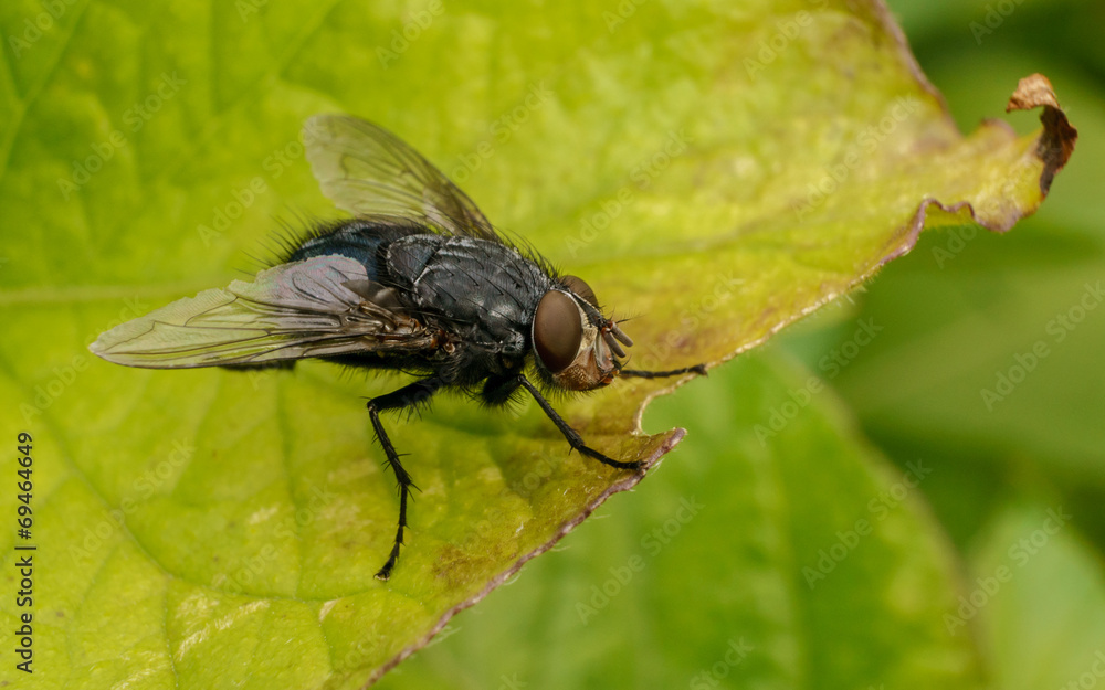 A macro photo of a Blue-bottle fly on a green leaf A macro photo of a Blue-bottle fly on a green leaf
