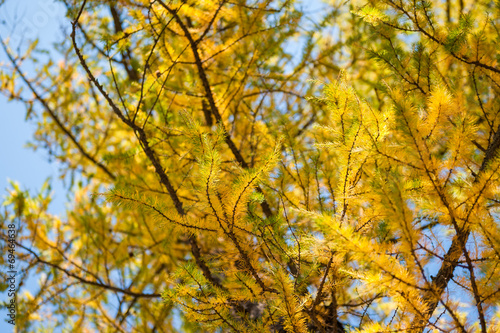 Yellow larch tree in the mountains