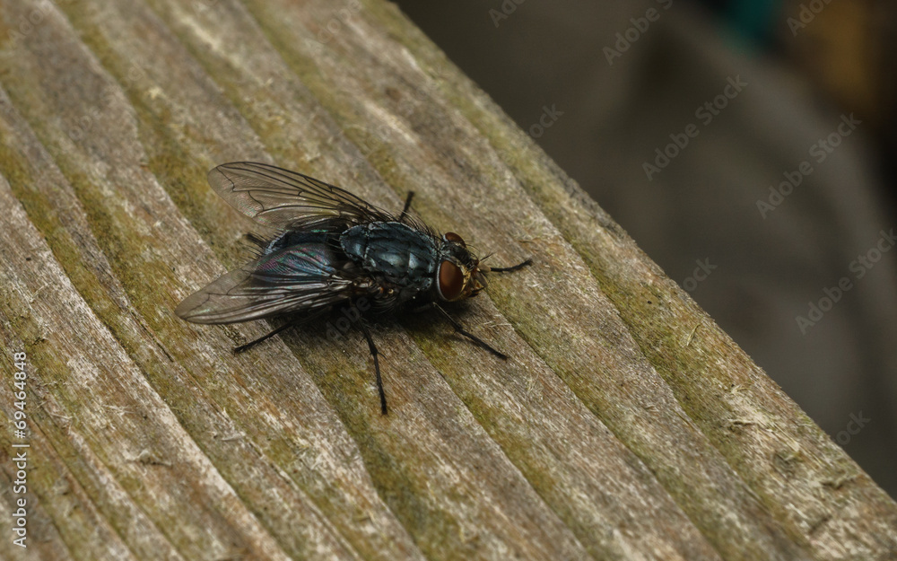 A macro photo of a Blue-bottle fly on a wood background A macro photo of a Blue-bottle fly on a wood background