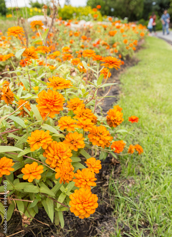 marigolds flowers in the garden