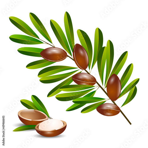 vector illustration argan tree branch