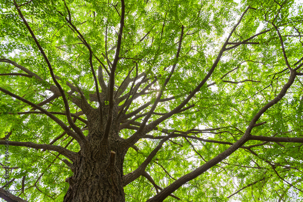 Obraz premium 新緑のイチョウの大木