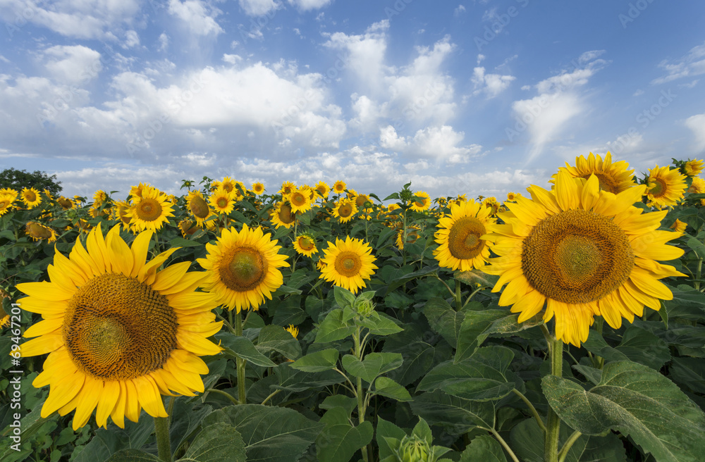 Sunflowers on a background of blue sky. Summer field.