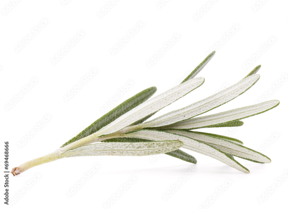 rosemary herb spice leaves isolated on white background cutout rosemary herb spice leaves isolated on white background cutout