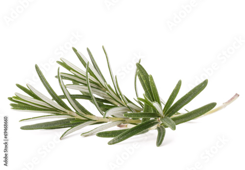 Fototapeta Naklejka Na Ścianę i Meble -  rosemary herb spice leaves isolated on white background cutout