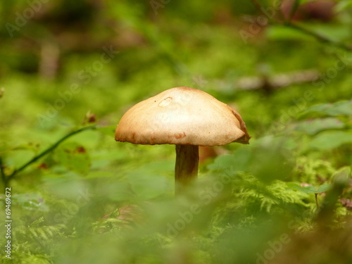 Pilz im Grünen