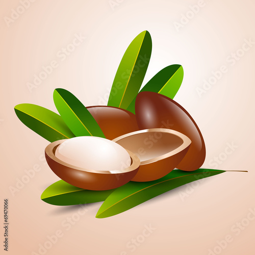 vector illustration argan tree branch