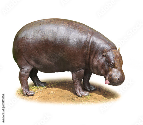 Hilarious Hippo isolated on a white background.