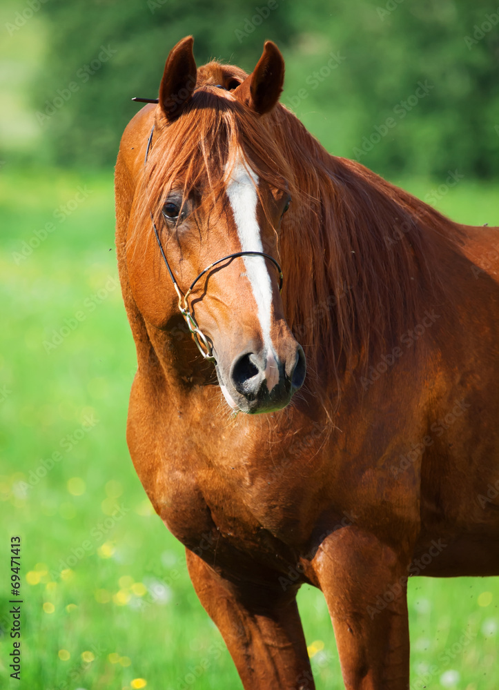 Fototapeta premium portrait of chestnut beautiful horse