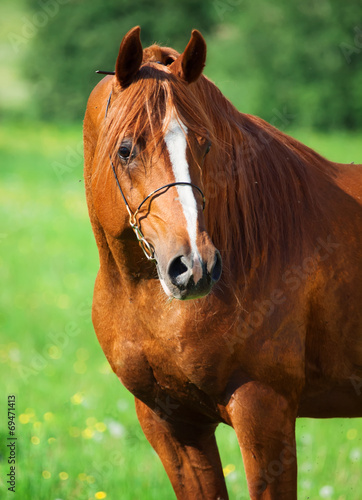 portrait of chestnut beautiful horse