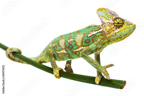 green chameleon - Chamaeleo calyptratus - male on a branch