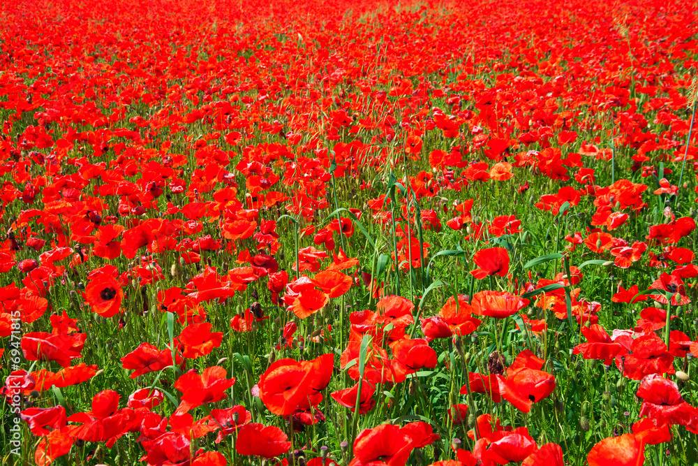 Red poppy field