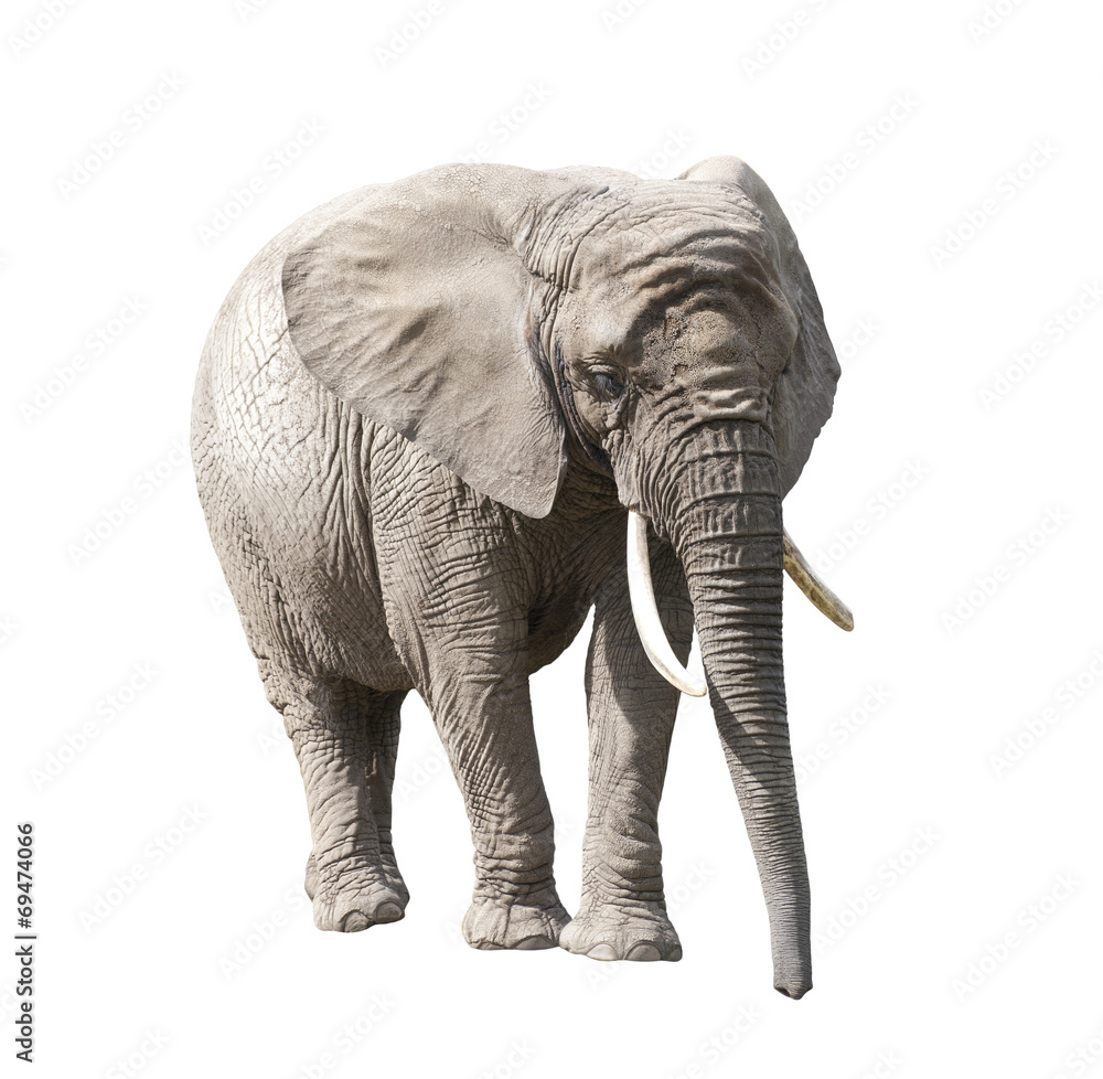 Fototapeta premium African elephant isolated on white with clipping path