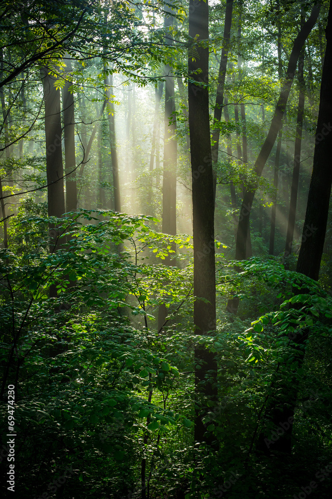 Obraz premium Sunny green forest