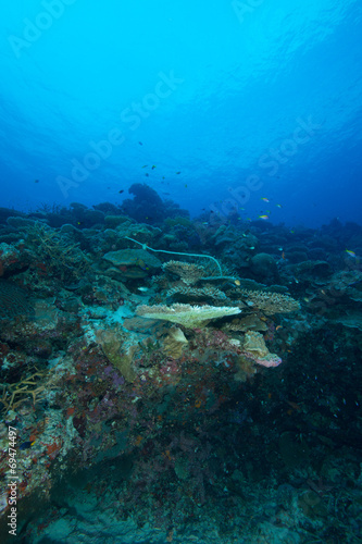 Fototapeta Naklejka Na Ścianę i Meble -  Arrecife de coral