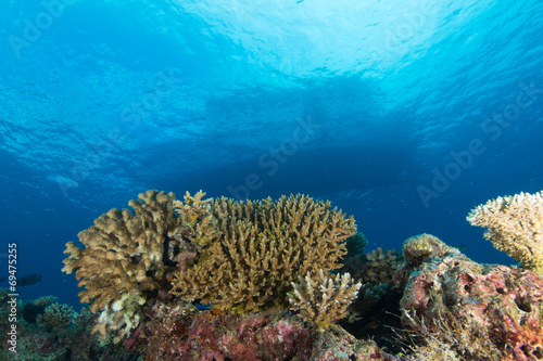 Arrecife de coral