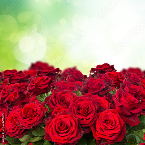 dark  red roses  in garden
