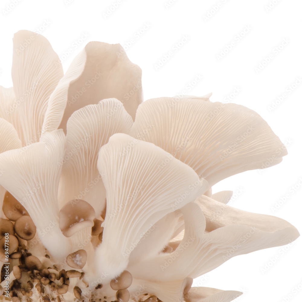 Oyster mushroom isolated with clipping path Oyster mushroom isolated with clipping path