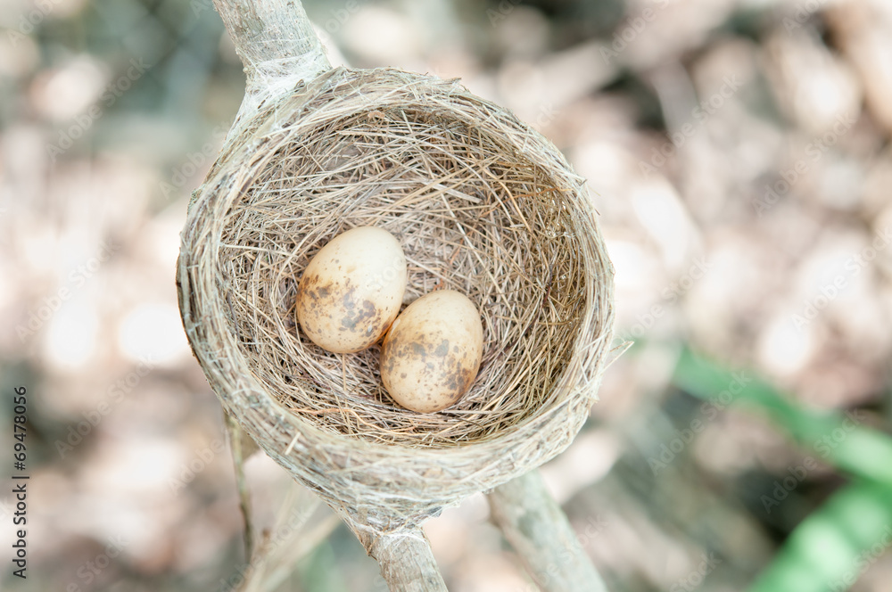 Bird nest on tree branch with two eggs inside. Bird nest on tree branch with two eggs inside.