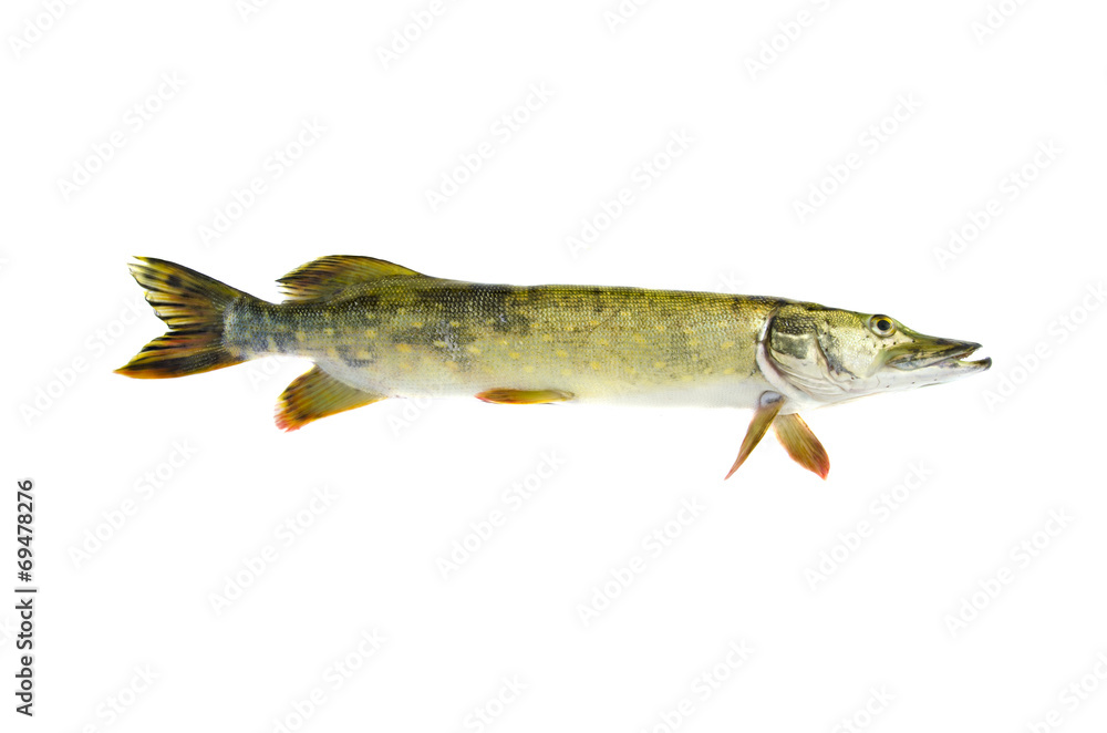 fresh raw pike Esox lucius fish isolated on white fresh raw pike Esox lucius fish isolated on white