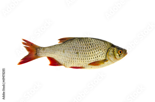 fresh rudd (Scardinius erythrophthalmus) fish isolated on white