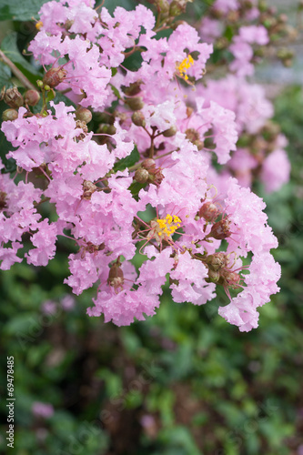Lagerstroemia indica
