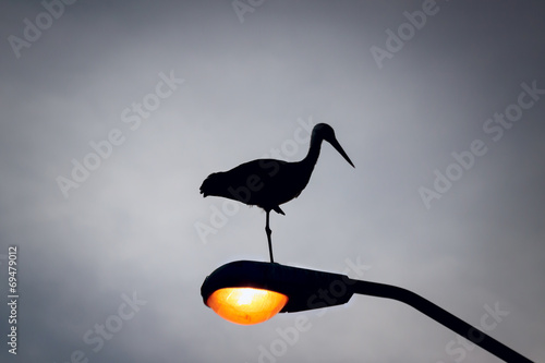 Silhouette of a stork on the lantern