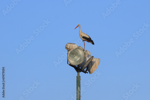 Stork on the lanterns at morning