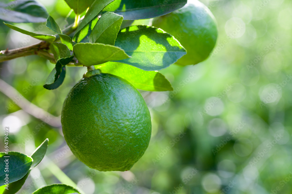 Citrus lime fruit on tree