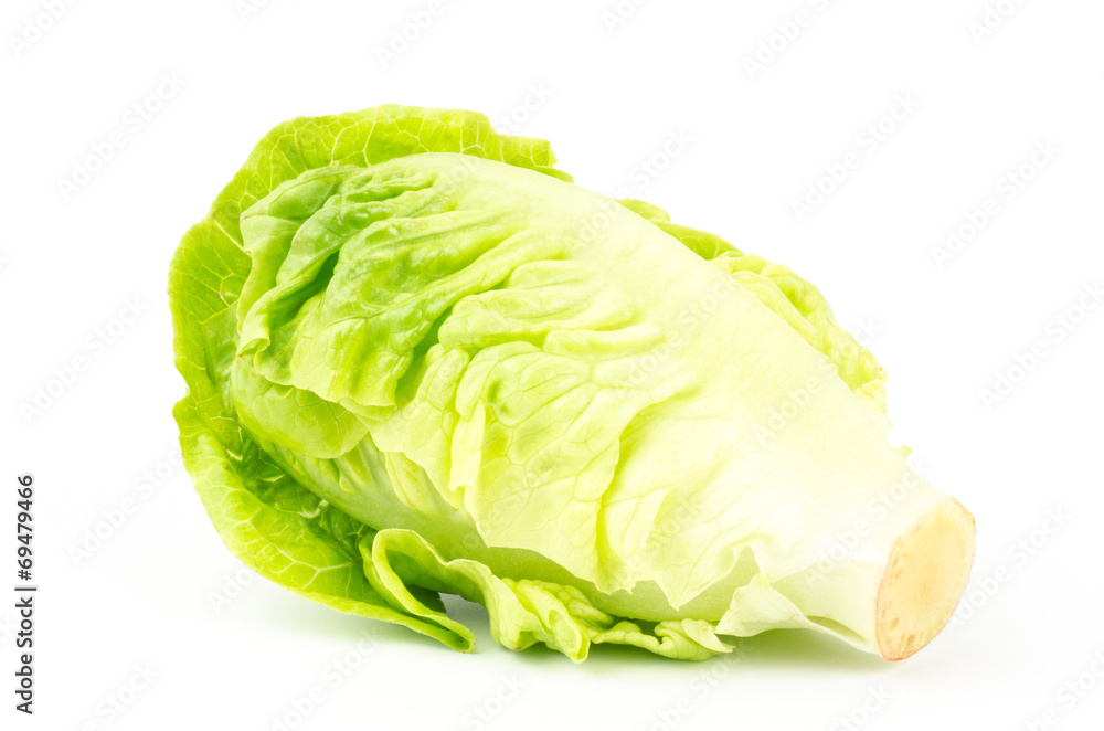 Fresh lettuce (baby cos) Fresh lettuce (baby cos)