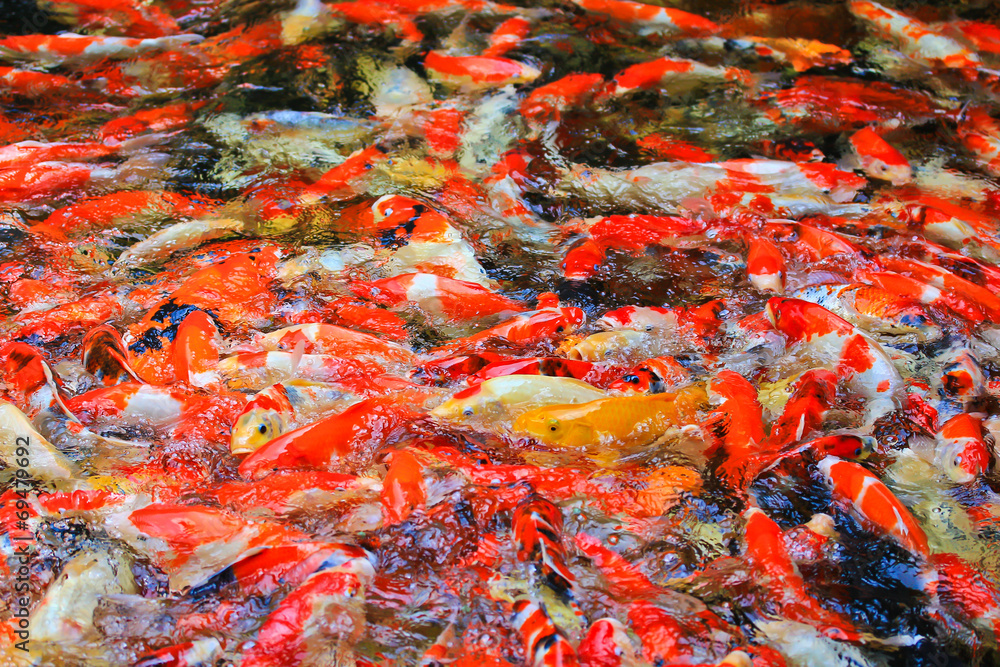 Koi fish or Carp Koi fish or Carp