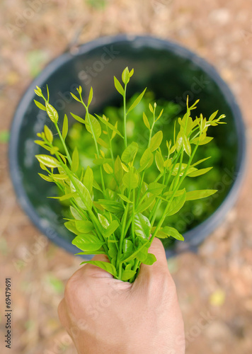 melientha suavis pierre vegetables for cooking (Pak-wan-pa) photo