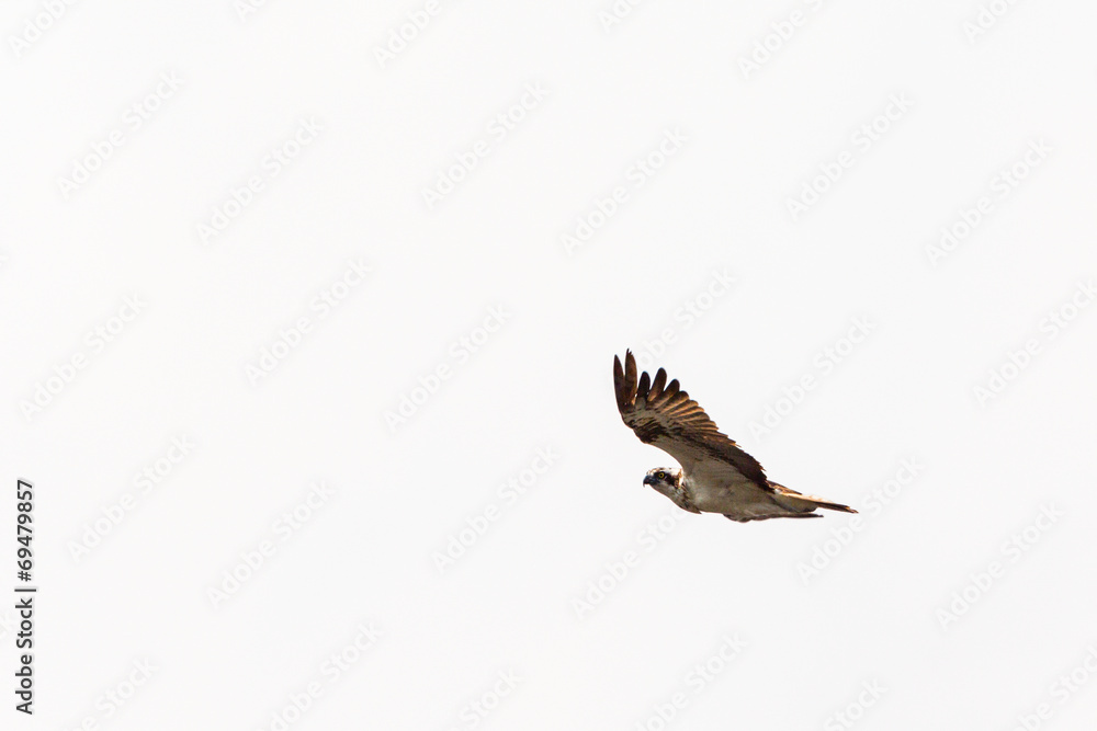 Fototapeta premium Osprey flying