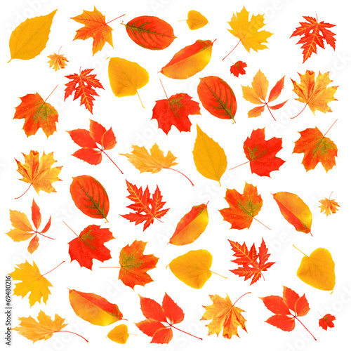 Autumn leaves collage isolated on white