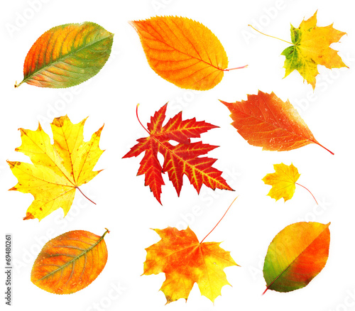 Autumn leaves collage isolated on white