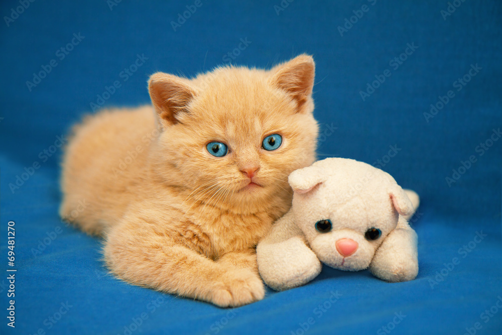 Little kitten lying on blue blanket with toy