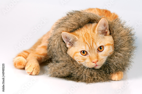 Cute kitten wearing fur scarf lying and looking at camera photo