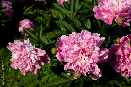 Pink peonies