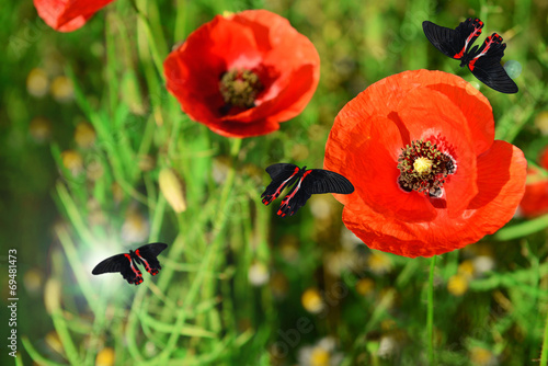 Poppy flowers with butterflies outdoors #69481473