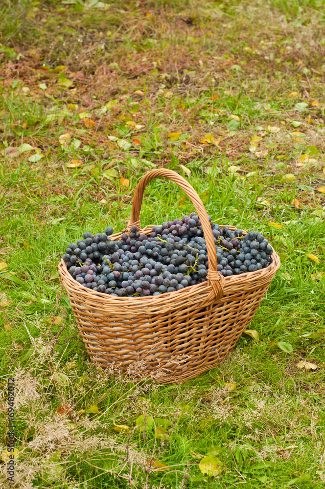 Wine grapes in basket Wine grapes in basket