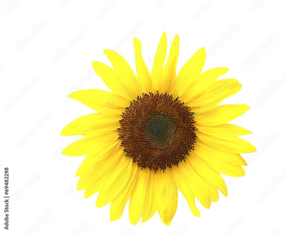Sunflower isolated with clipping path Sunflower isolated with clipping path