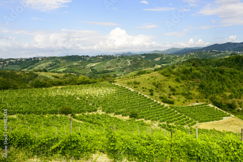 Summer landscape in Monferrato  Italy 