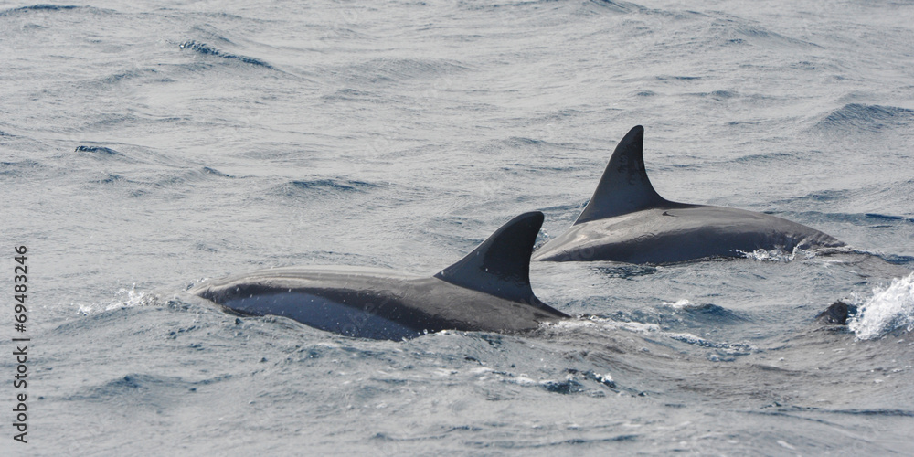 Fototapeta premium dauphin