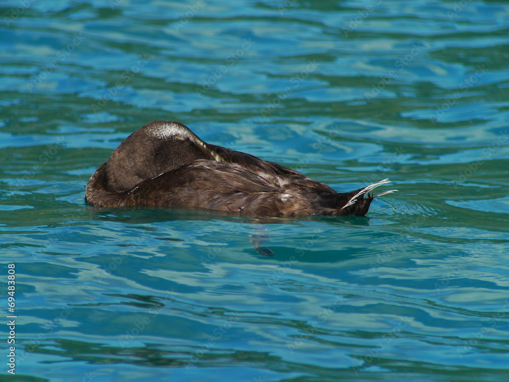 Obraz premium eider à duvet