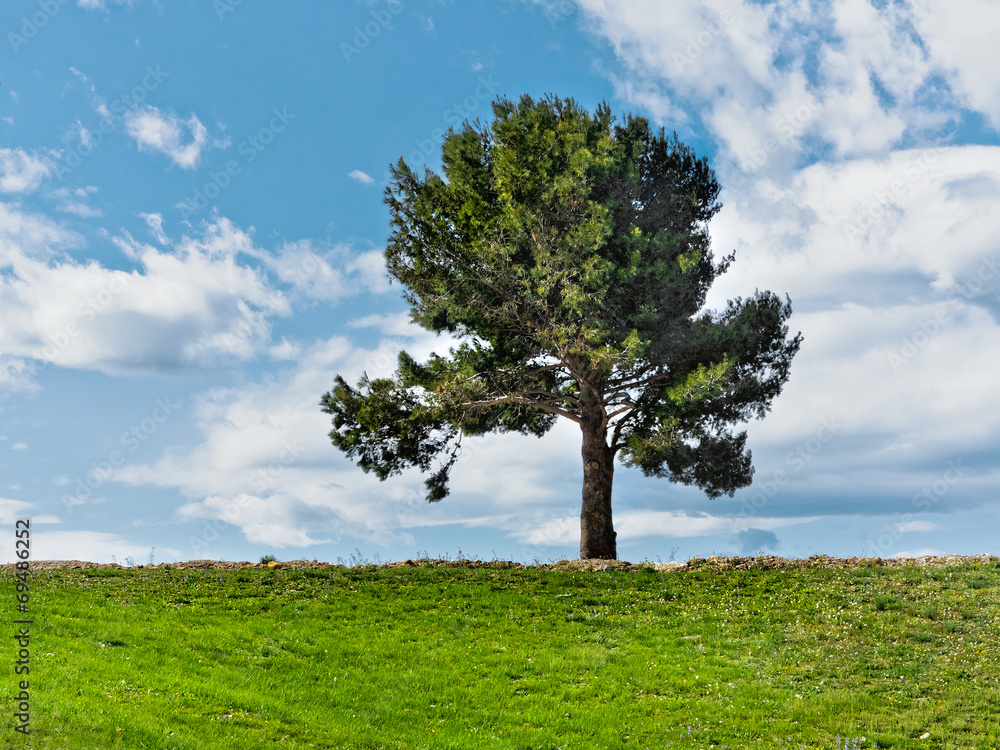 Fototapeta premium Lone tree.The path going up.