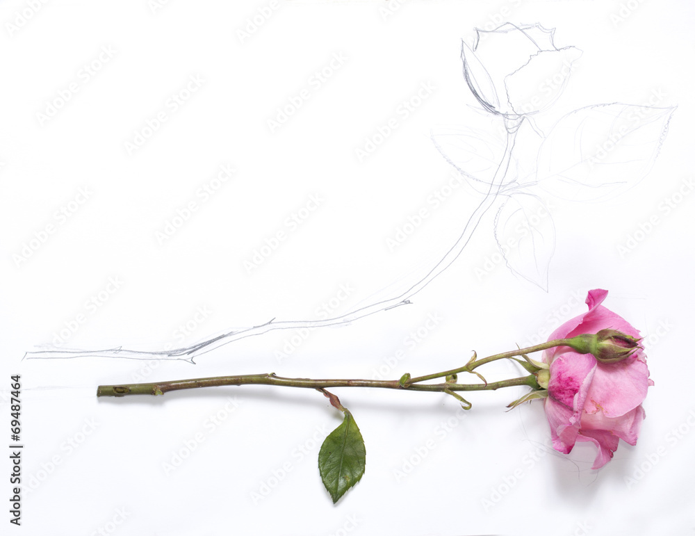 horizontal hand drawing and image of roses - obrazy, fototapety, plakaty 